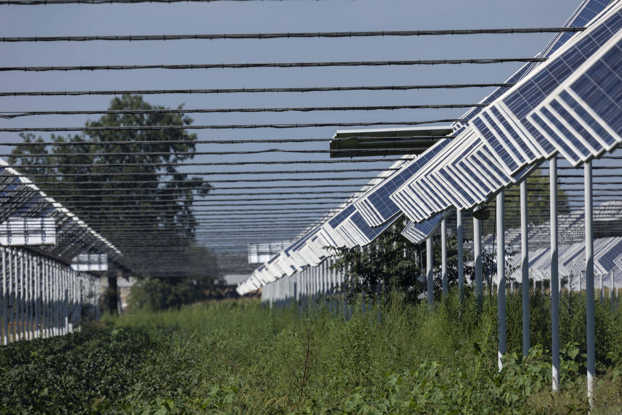 impianti solari agrivoltaici